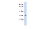 METTL10 Polyclonal Antibody