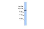 TEX2 Polyclonal Antibody
