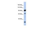 PCDHA10 Polyclonal Antibody