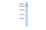 PCDHA12 Polyclonal Antibody