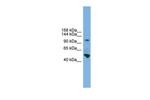 PCDH18 Polyclonal Antibody