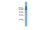 UGGT1 Polyclonal Antibody