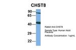 CHST8 Polyclonal Antibody