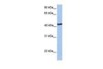 IGFLR1 Polyclonal Antibody