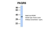 PAQR6 Antibody in Western Blot (WB)