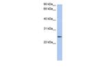 Neurensin 2 Polyclonal Antibody