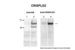 CRISPLD2 Polyclonal Antibody
