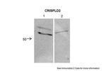 CRISPLD2 Antibody in Western Blot (WB)