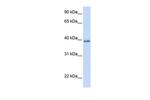 TSPAN10 Polyclonal Antibody