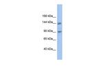 CNTNAP3 Polyclonal Antibody