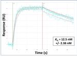 MT-CYB Antibody in Surface plasmon resonance (SPR)
