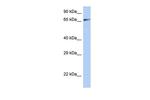 ZNF676 Polyclonal Antibody