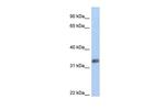 PURG Polyclonal Antibody
