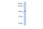 ARID3C Polyclonal Antibody