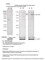 COG5 Antibody in Western Blot (WB)