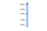 PYGO1 Polyclonal Antibody