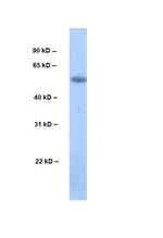 Cyclin L2 Polyclonal Antibody