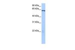 LIN9 Polyclonal Antibody