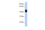 MDFIC Polyclonal Antibody