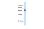 NAGS Polyclonal Antibody
