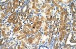 MAS1 Polyclonal Antibody