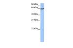 PAXIP1 Polyclonal Antibody