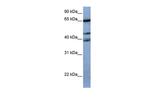 ZNF681 Polyclonal Antibody