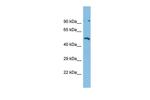 ZNF480 Polyclonal Antibody