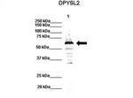 CRMP2 Polyclonal Antibody