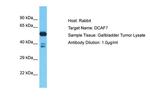 DCAF7 Polyclonal Antibody