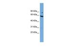 RALBP1 Polyclonal Antibody