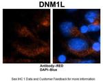 DNM1L Polyclonal Antibody