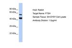 YME1L1 Polyclonal Antibody