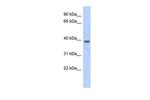 MED8 Polyclonal Antibody