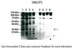 UBLCP1 Polyclonal Antibody