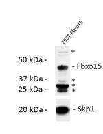 FBXO15 Antibody in Western Blot (WB)