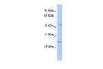 FAM173B Antibody in Western Blot (WB)