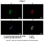 DNALI1 Polyclonal Antibody