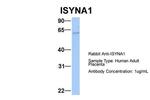 ISYNA1 Polyclonal Antibody