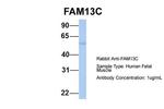 FAM13C Polyclonal Antibody