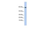 TXLNG Polyclonal Antibody