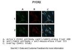 PYCR2 Polyclonal Antibody