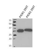 PYCR2 Antibody in Western Blot (WB)