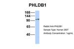 PHLDB1 Antibody in Western Blot (WB)
