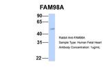 FAM98A Antibody in Western Blot (WB)