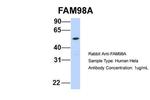 FAM98A Antibody in Western Blot (WB)