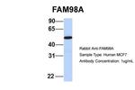 FAM98A Antibody in Western Blot (WB)