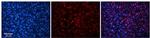 C1orf144 Antibody in Immunohistochemistry (Paraffin) (IHC (P))
