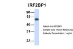 IRF2BP1 Antibody in Western Blot (WB)