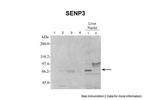 SENP3 Polyclonal Antibody